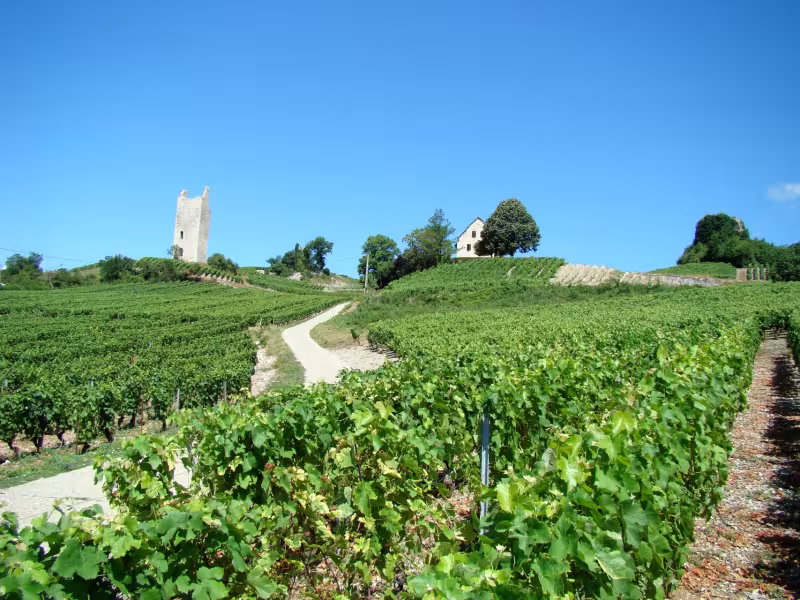 Vignobles de Chignin