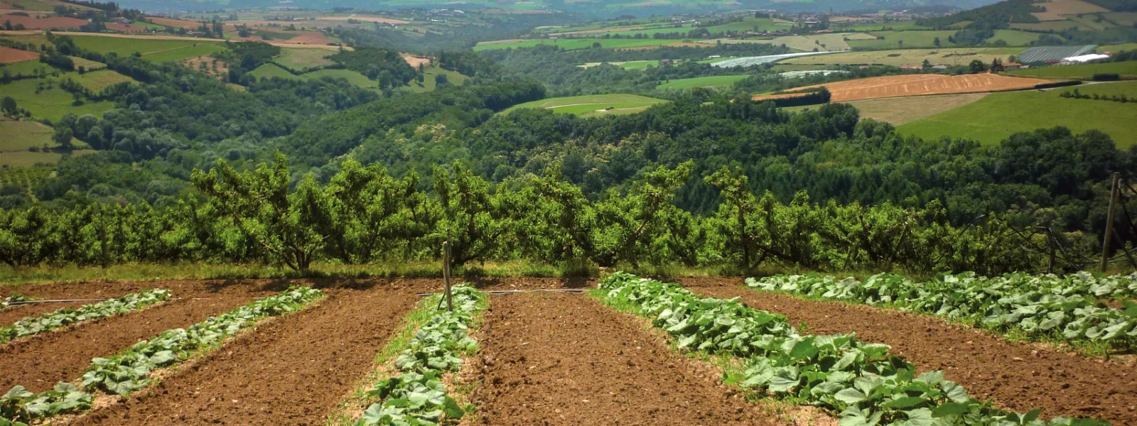 Vue sur la Chaîne du Massif du Pilat