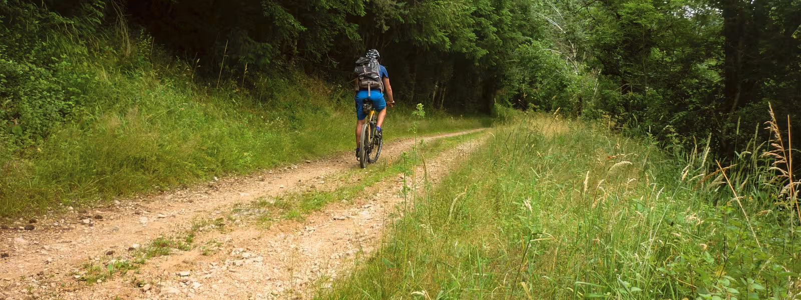 Forêt dans le Massif de Brou
