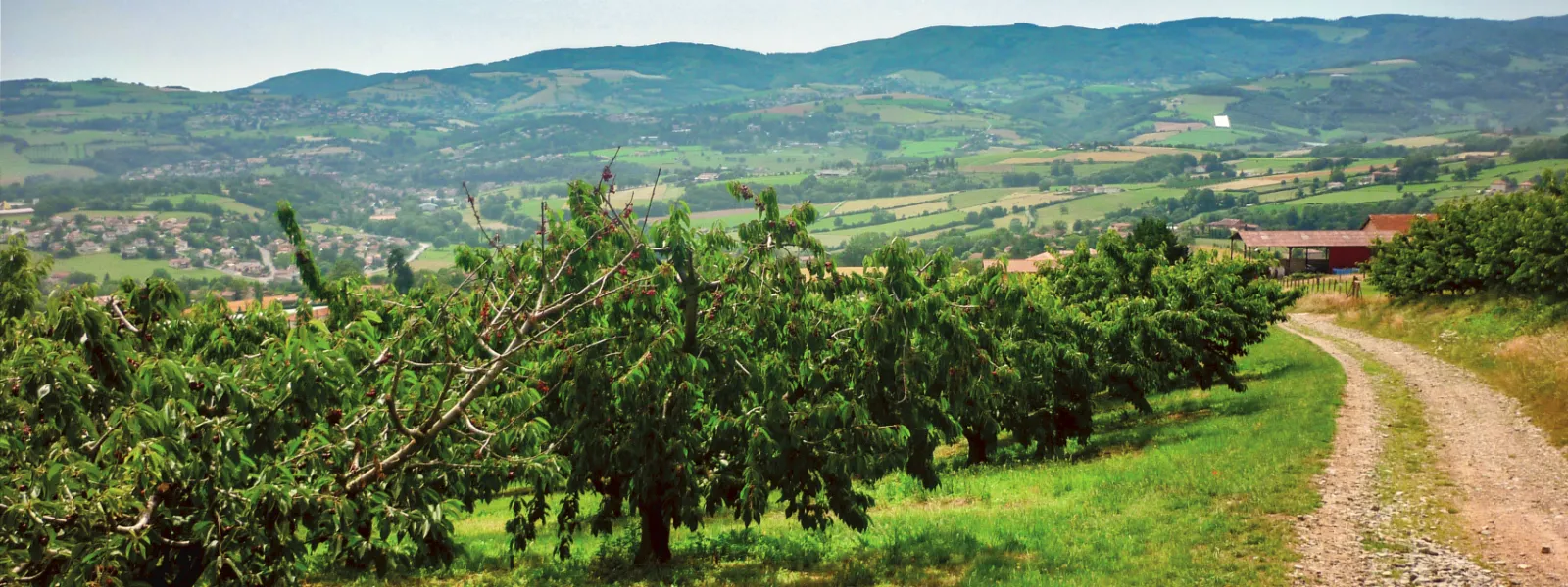 Sentier au bord d'une plantation de cerisiers