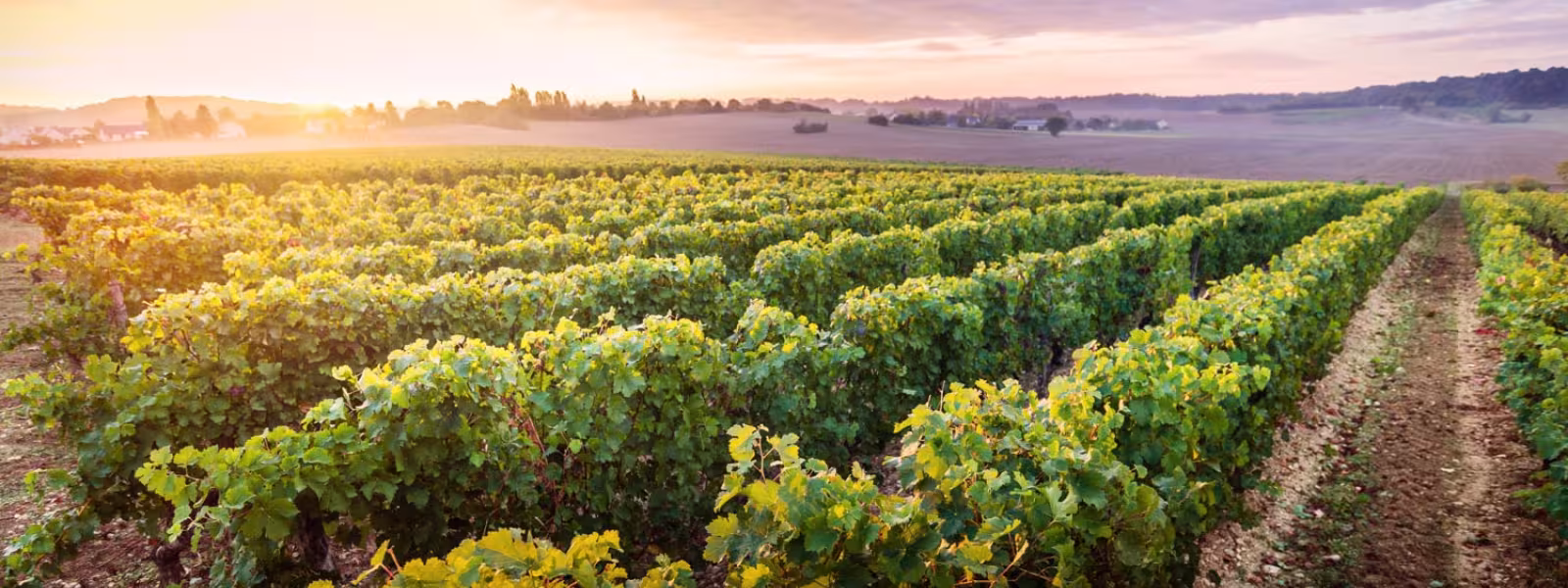 Vignes à Beaumont-en-Veron