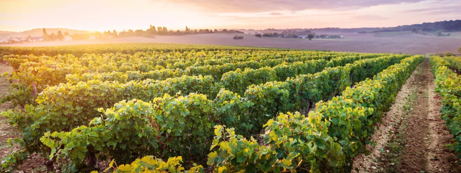 Vignes à Beaumont-en-Veron