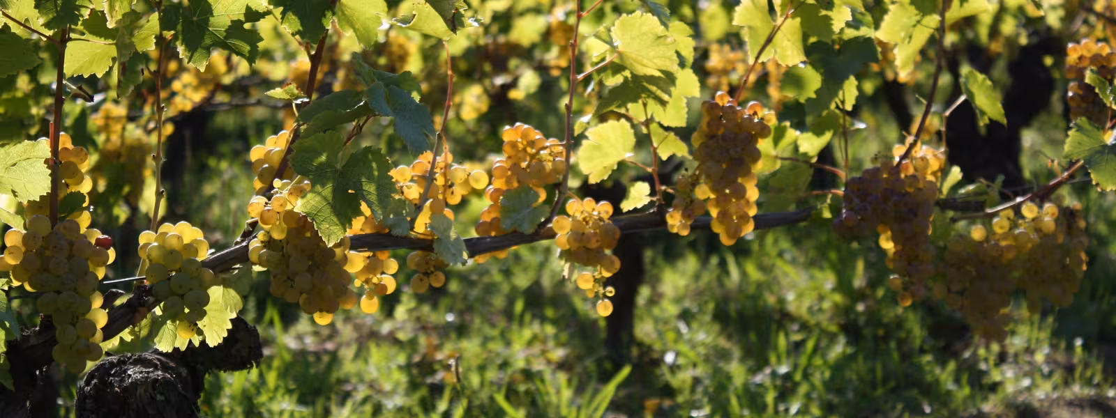 Vignes du Domaine du Clos Roussely