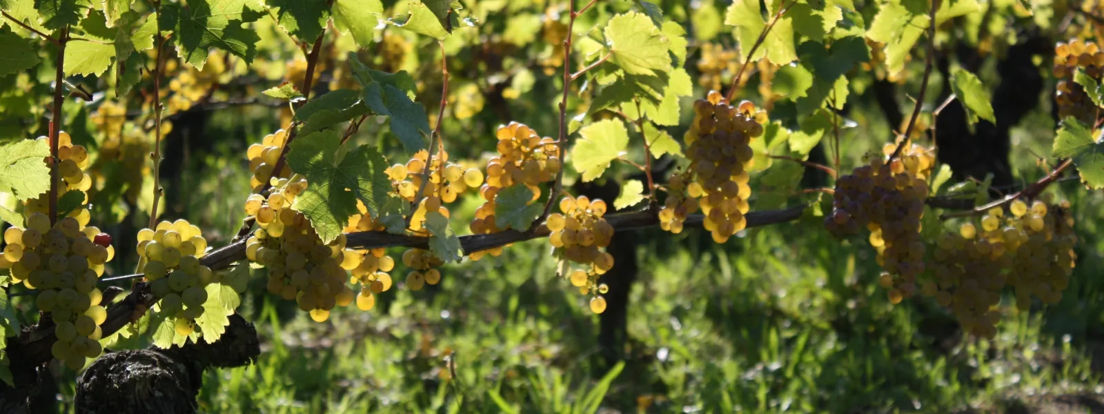 Vignes du Domaine du Clos Roussely