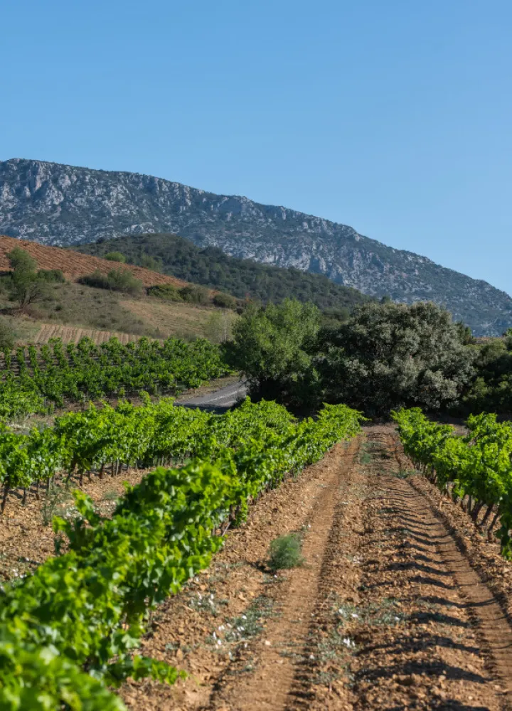 Entre les vignobles à vélo - Maury, La Vélosud