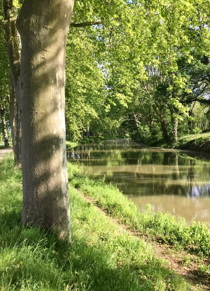 Sous les platanes du canal de Garonne