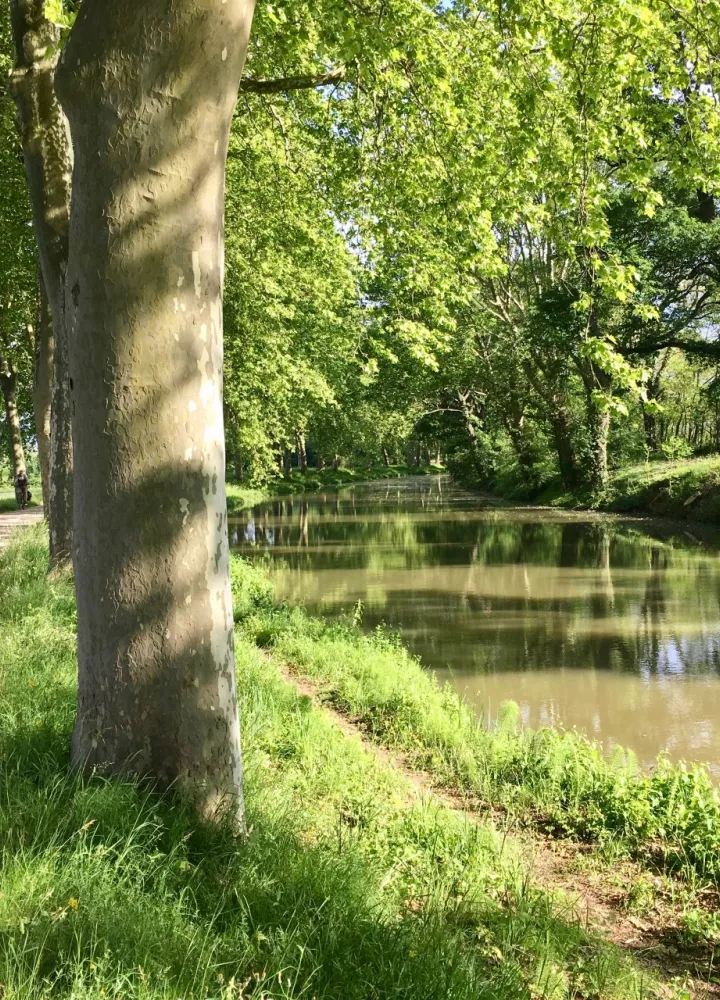 Sous les platanes du canal de Garonne