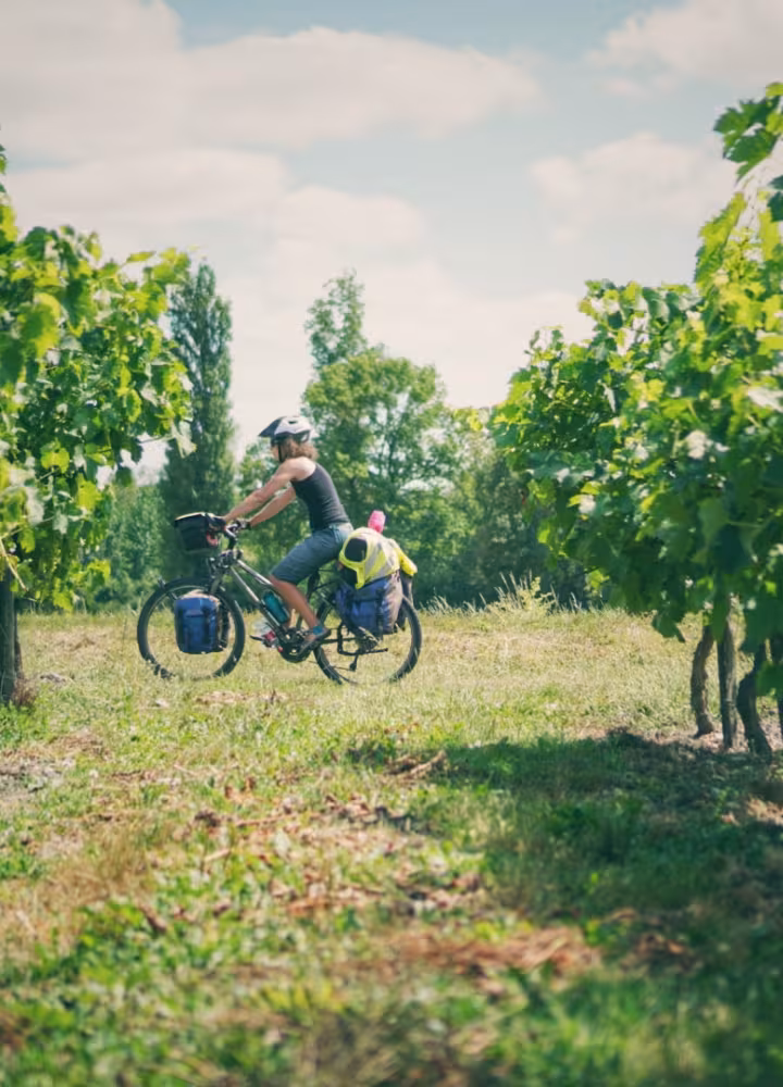Au cœur des vignes