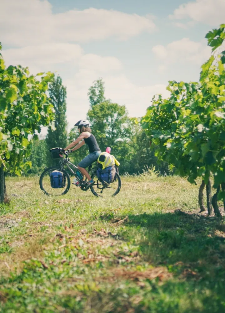 Au cœur des vignes