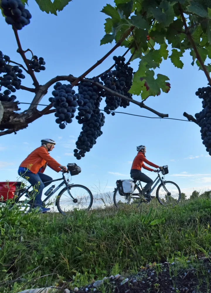 Le vignoble du Médoc à vélo
