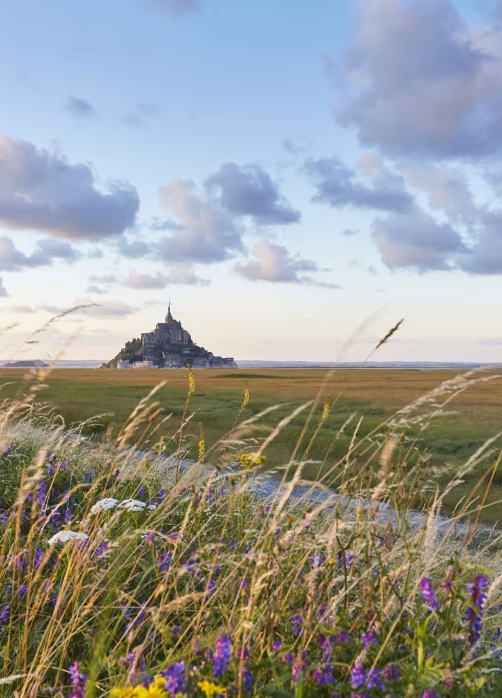 Vue du Mont-St Michel au loin, à travers champ