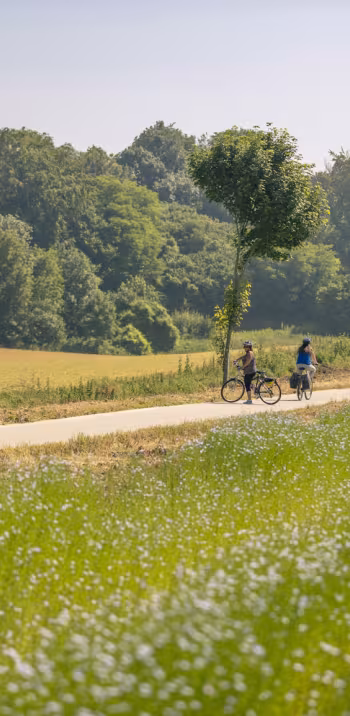 Champ de lin sur la Véloroute