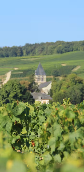 La Champagne à vélo avec La Bicyclette Verte