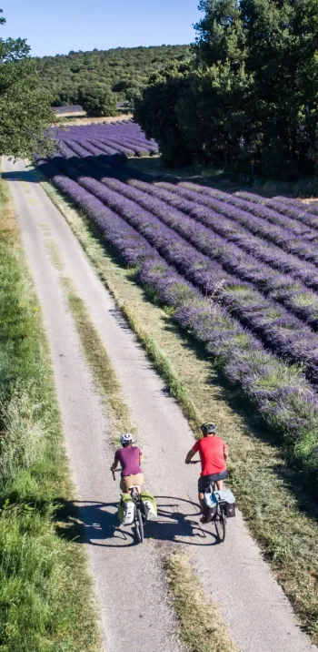 Au fil des champs de lavande à vélo