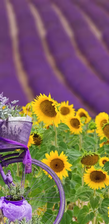 Lavandins de Provence 