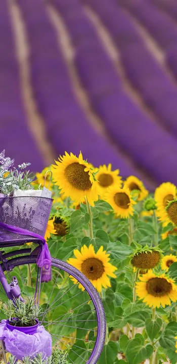 Lavandins de Provence 