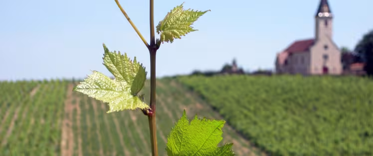 Vignobles de Bourgogne avec Randovélo