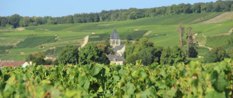 La Champagne à vélo avec La Bicyclette Verte