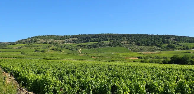 Santenay / Épinac