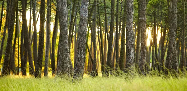 Parentis-en-Born / Mimizan-Plage