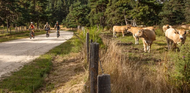 Chanaleilles / Saint-Denis-en-Margeride