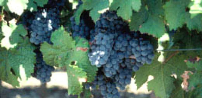 À travers les vignobles - Boucle vélo n°2