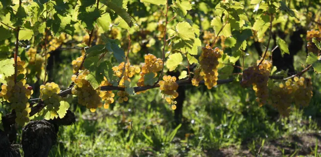 Entre vignes et coteaux du Touraine-Mesland - Boucle vélo n°20