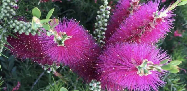 Callistemon au Jardin Zoologique Tropical à La Londe les Maures