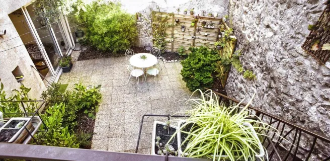 L'Olivier dans la cour