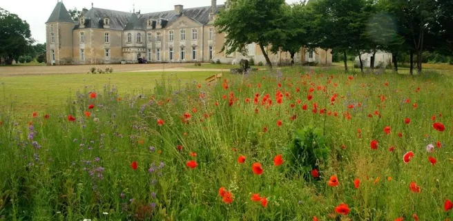 Chateau en arrière-plan, grand espace de verdure devant et espace végétalisé de coquelicots au premier plan