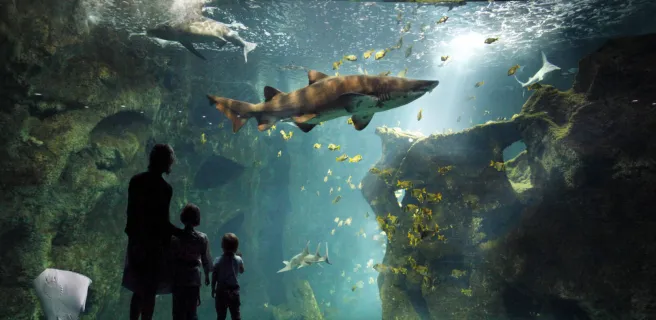 Un parent et deux enfants regarde "L'amphitéatre des requins": un gigantesque aquarium avec des requins, une raie, des poissons.