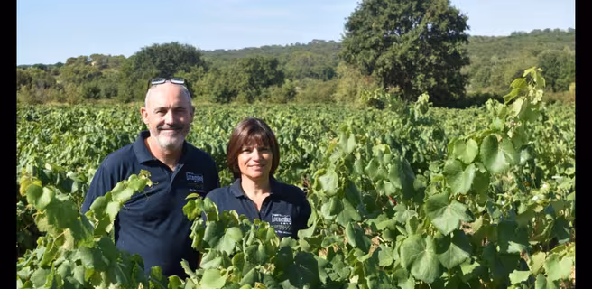 Vignoble