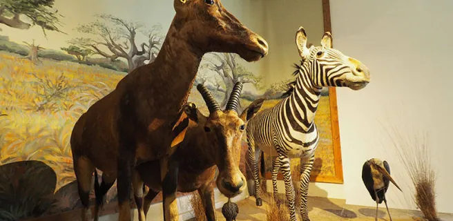 Muséum d'Histoire Naturelle