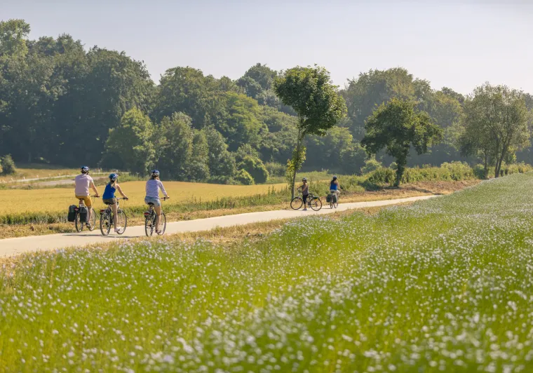 Traversée d'un champ de lin