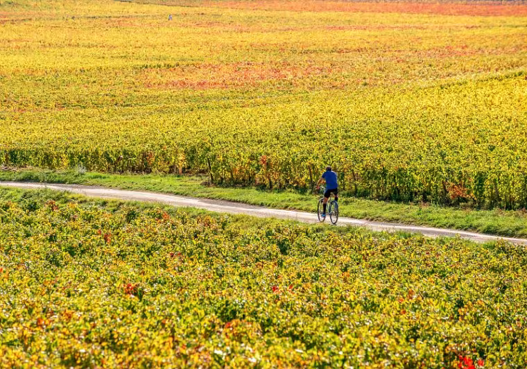 De Dijon à Mâcon à vélo avec Safrantours