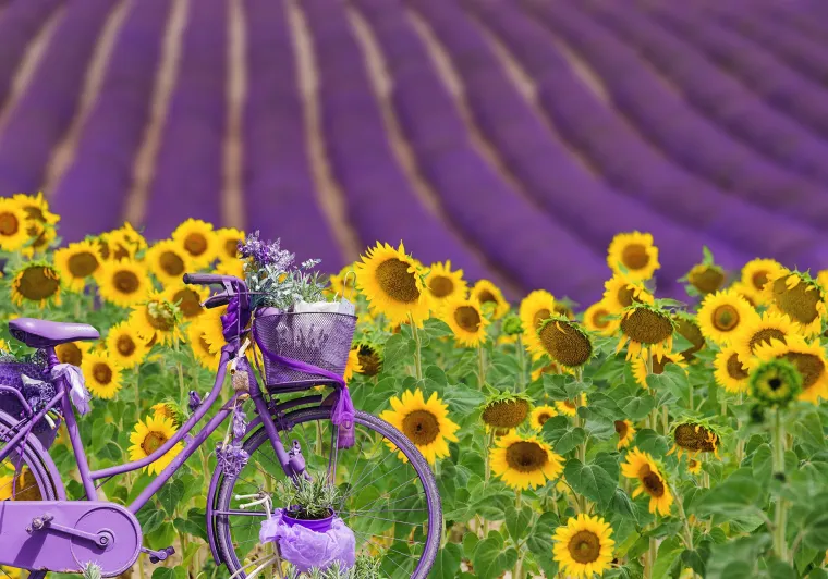 Lavandins de Provence Randovélo