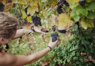 Les vignobles de Moselle