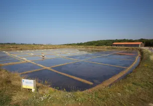 Marais du Mès salt marshes