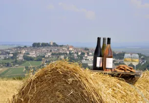 Gastronomie en wijngaarden