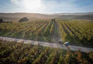 Vignes sur l'itinéraire de La Véloccitanie