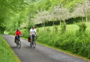 Suisse Normande à vélo au milieu de pommiers en fleurs