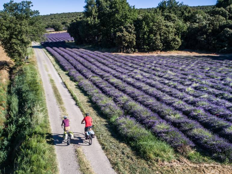 Champ de lavandins sur La Méditerranée à vélo