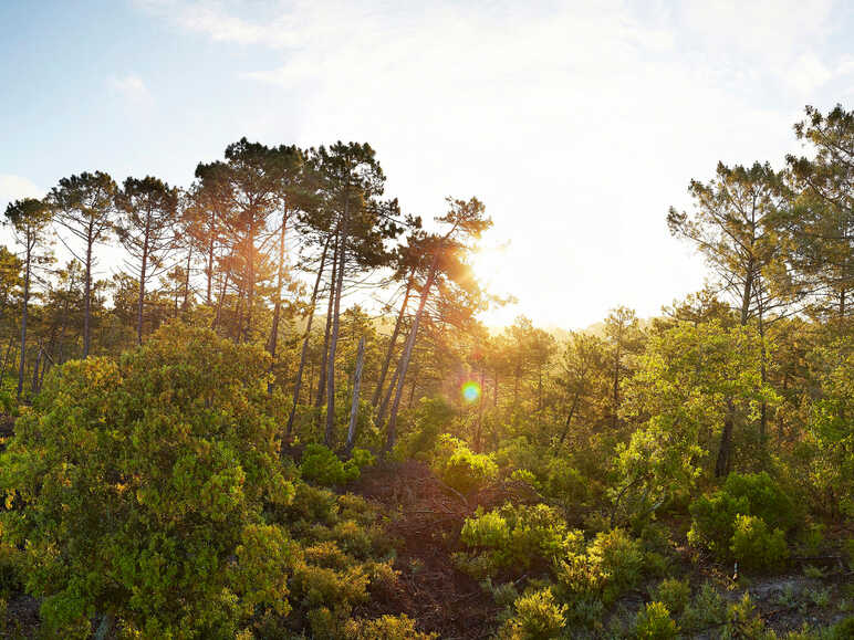 La Forêt des Landes, l'une des plus grandes d'Europe de l'Ouest