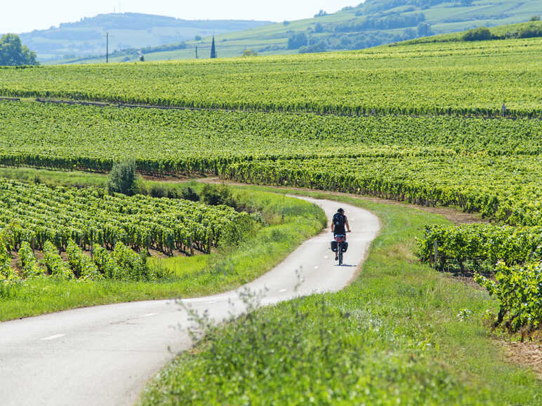 Les vignes à vélo en Bourgogne Franche Comté