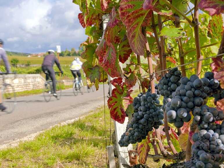 Vignobles de la Côte Chalonnaise