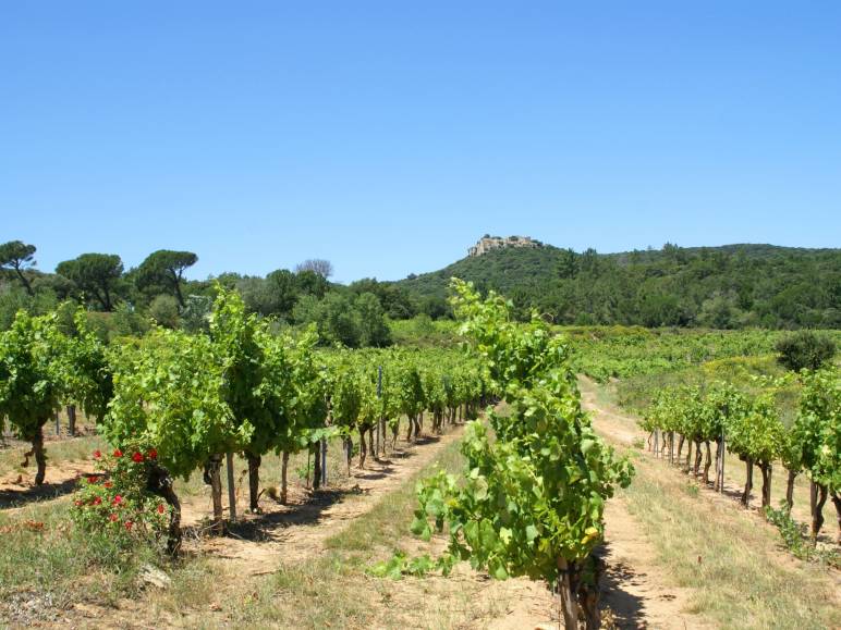 Vignoble des Côtes du Rhône gardoises