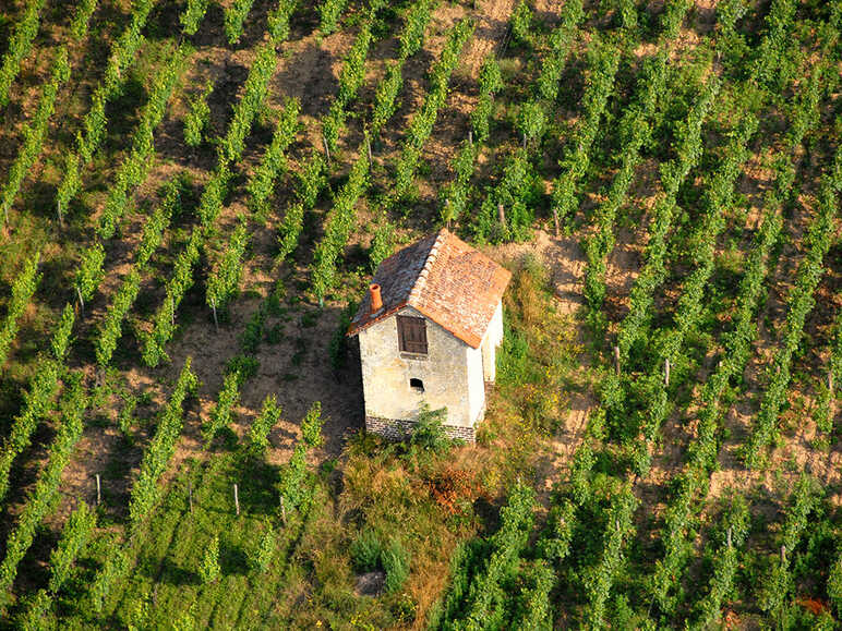 Loir Valley vineyards